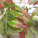 Rhus copallinum Blad