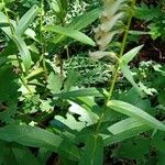 Digitalis lutea Habitus