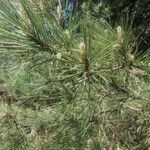 Pinus halepensisᱥᱟᱠᱟᱢ