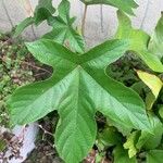 Cecropia albicans Liść