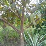 Milicia excelsa Leaf