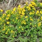 Cytisus decumbens Квітка