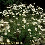 Leucanthemum monspeliense Habitat