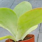 Kalanchoe tetraphylla Лист