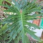 Philodendron bipinnatifidumFolio