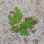 Geranium purpureumЛист