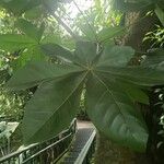 Sterculia apetala Leaf