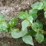 Parietaria debilis Folha