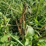 Plantago majorLeht