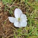 Cycnium tubulosum Flower