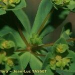 Euphorbia pterococca Frukto