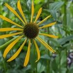 Echinacea paradoxa Цветок