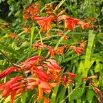 Crocosmia x crocosmiiflora Flor