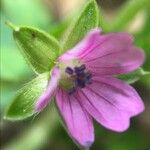 Geranium dissectum 花