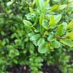 Buxus sempervirensЛіст