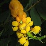 Senna reticulata Flors