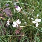 Oenothera lindheimeriফুল