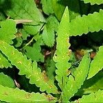 Pedicularis lanceolata Leaf