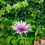 Tragopogon porrifoliusFlower