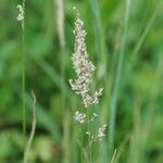 Agrostis stolonifera Flower