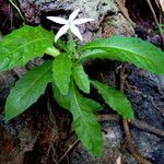 Hippobroma longiflora Folha