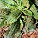 Plantago australis Natur