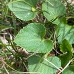 Viola blanda Leaf