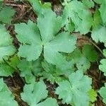 Sanicula europaea Hoja