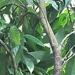 Morisonia paradoxa 樹皮