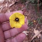 Tuberaria globulariifolia Flower