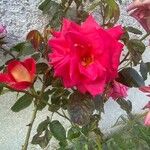 Rosa cinnamomea Žiedas