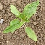 Helianthus annuusFolio