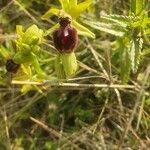 Ophrys aranifera Квітка