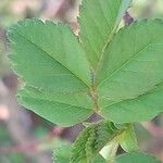 Rosa virginiana Hoja