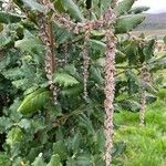 Garrya elliptica Λουλούδι