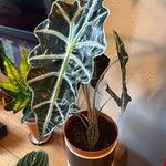 Alocasia sanderiana Liść