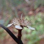 Eugenia ovigera Flower