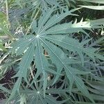 Jatropha multifida Leaf