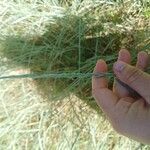 Elymus pungens Flower