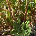 Grindelia integrifolia বাকল