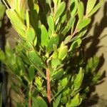 Leucadendron salignum Folha