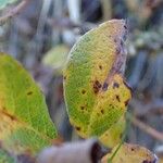 Salix pyrenaica Fruit