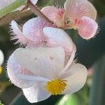 Begonia incarnata Flors