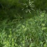 Bromus erectusFlower