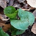 Arum cylindraceum Deilen