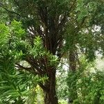 Podocarpus totara Συνήθη χαρακτηριστικά