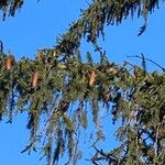 Picea abies Лист