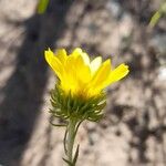 Grindelia pulchella Кветка