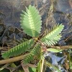 Neptunia oleracea Foglia