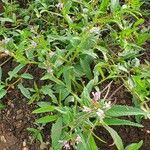 Cleome monophylla Hàbitat